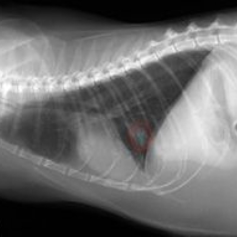 Husten bei Hund und Katze hundkatzepferd
